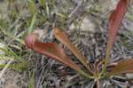 Parrot pitcherplant